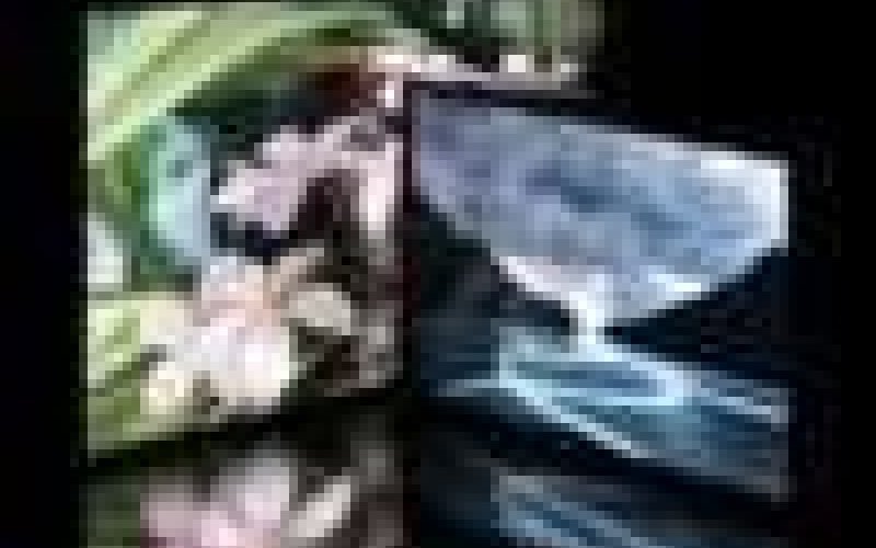 Converseen - Image Conversion Tool For Linux and Windows